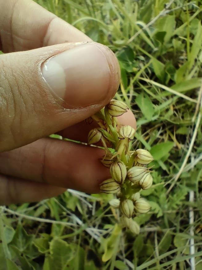 close up of hand holding man orchid; the flowers look like little people.