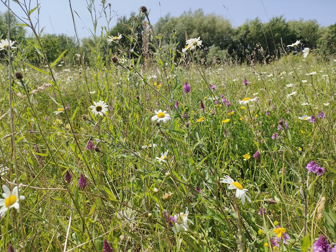 meadow with ox eye daisies and purple orchids.