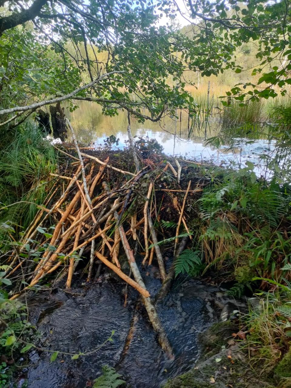 a beaver dam.