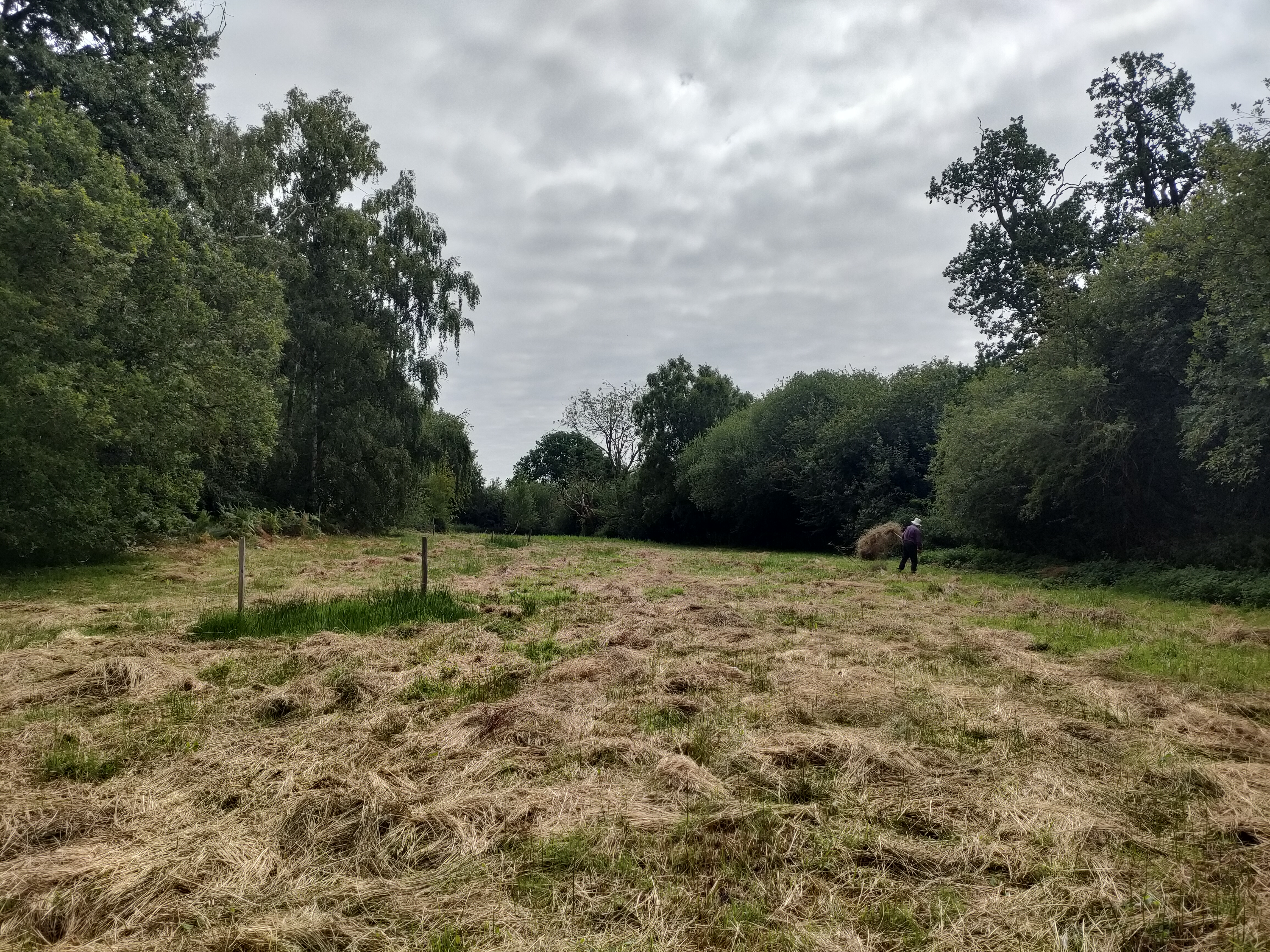 A mown meadow, bordered by trees, with heaps of dry hay.