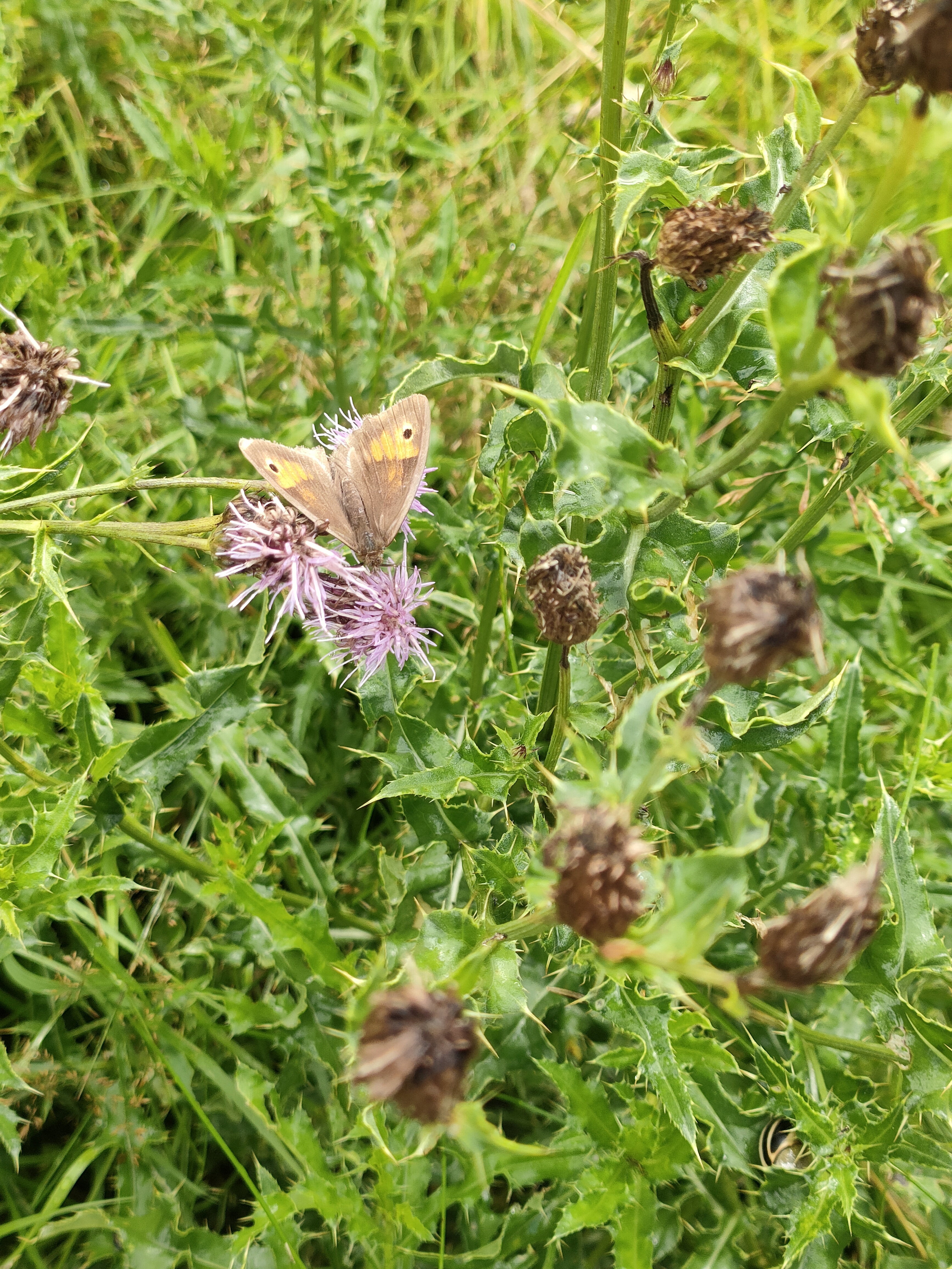 butterfly on a thistle flower.