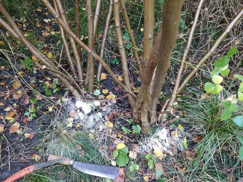 Photo of two hazel coppice stool with some poles cut. A billhook and pruning saw are on the ground next to the trees.