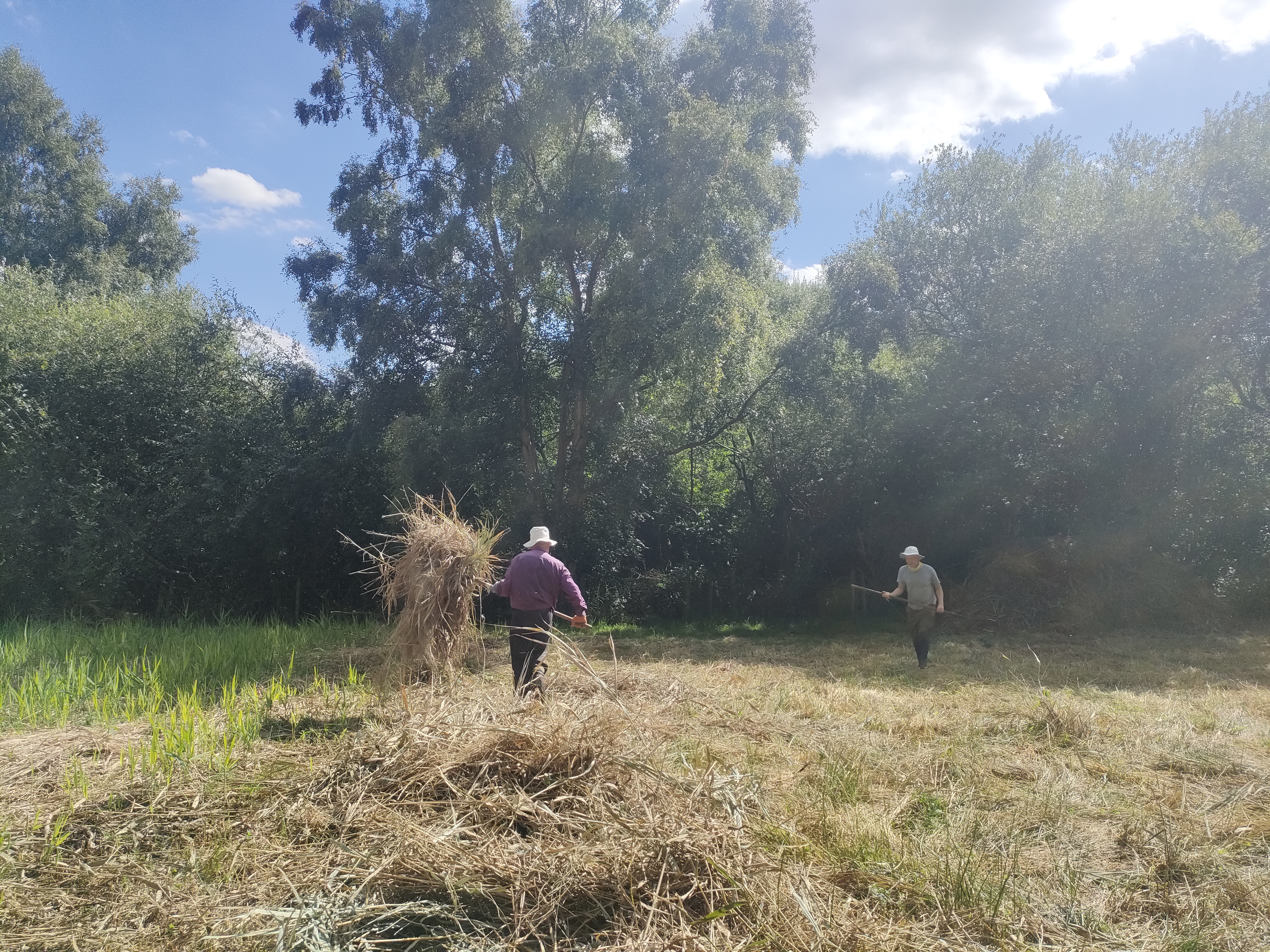People pitchforking up dry hay from a meadow.