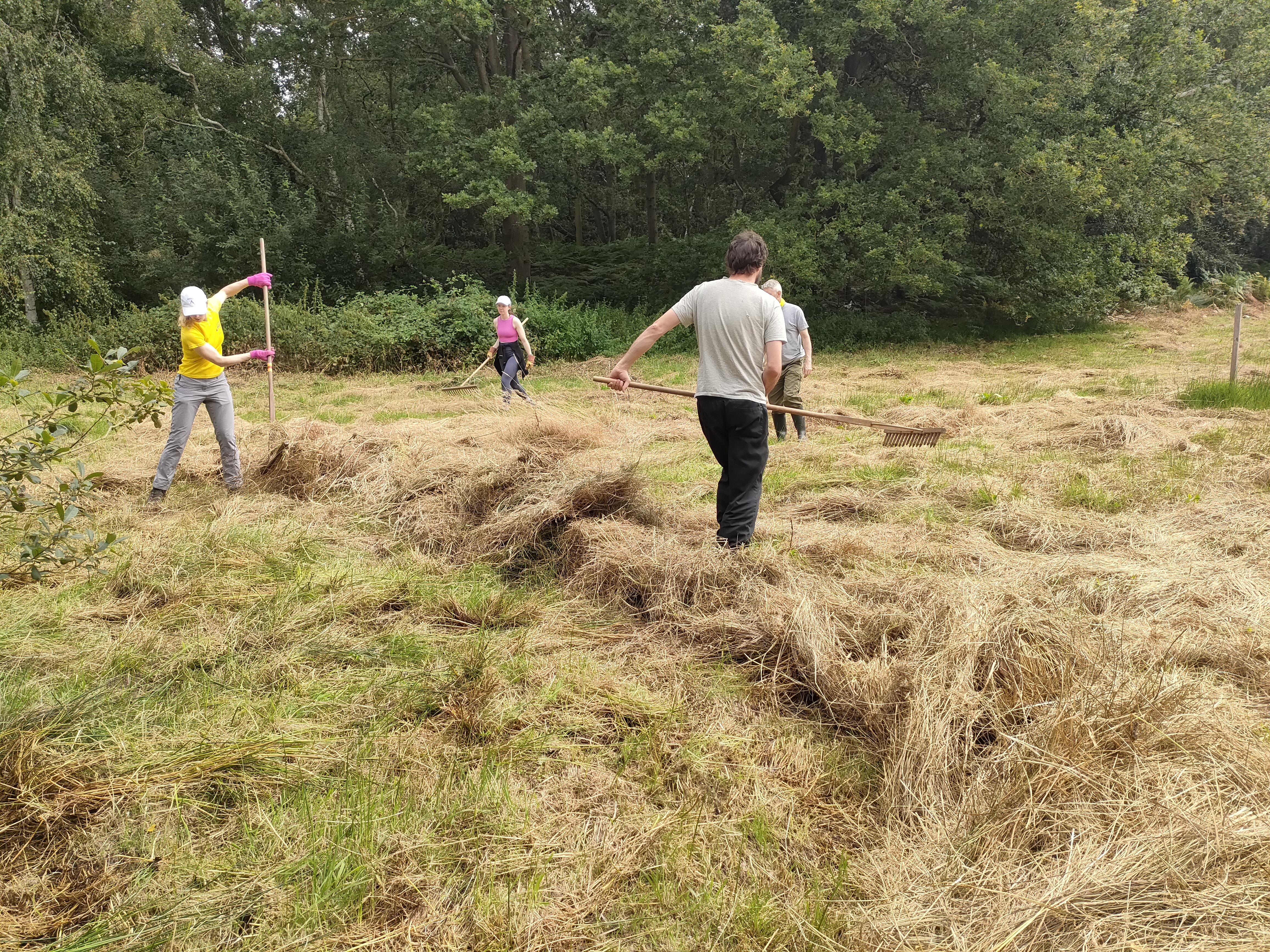 People raking up dry hay on a sunny day.