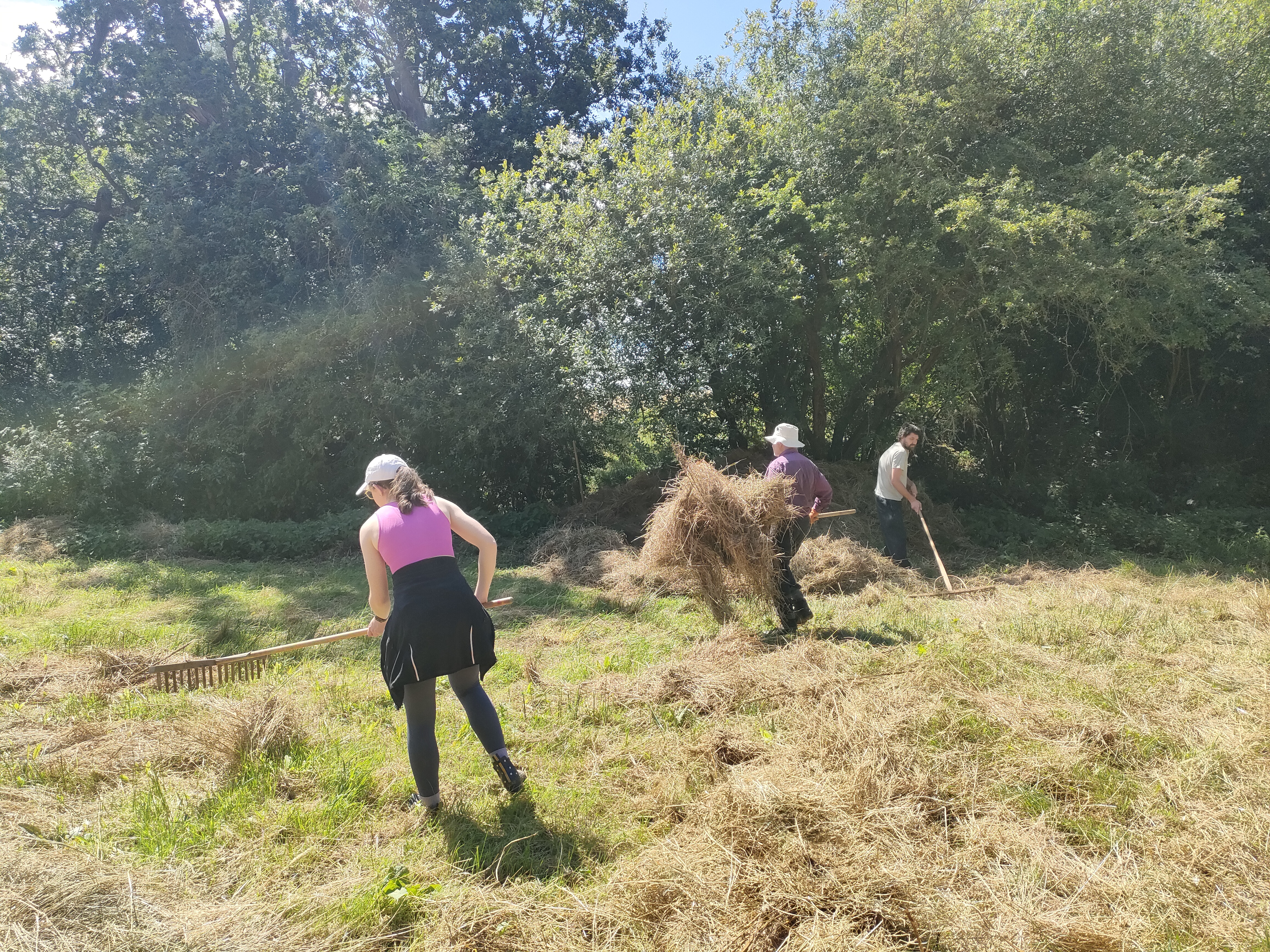 People pitchforking up dry hay from a meadow.