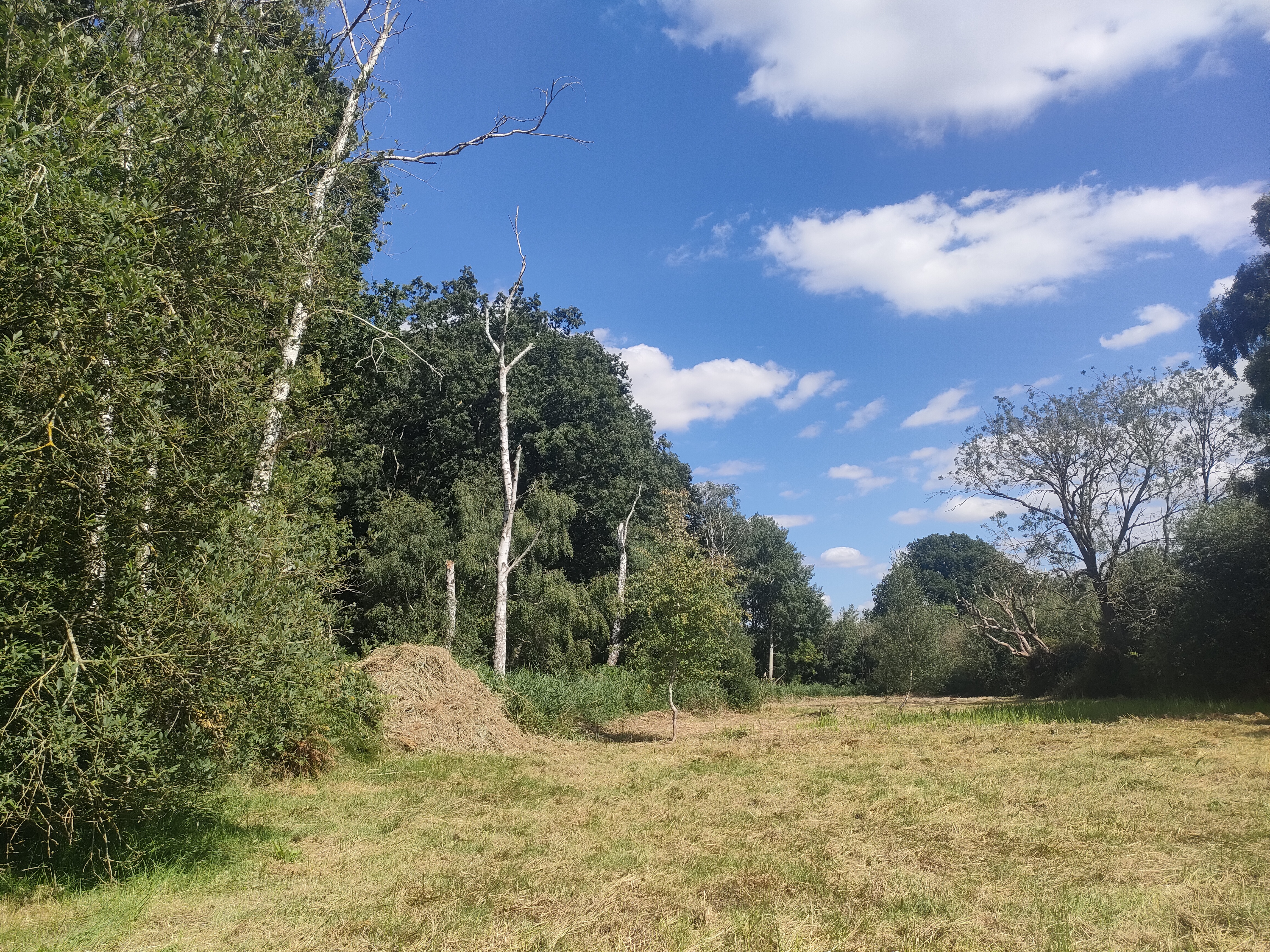 Large hay pile in a meadow bordered by birches.