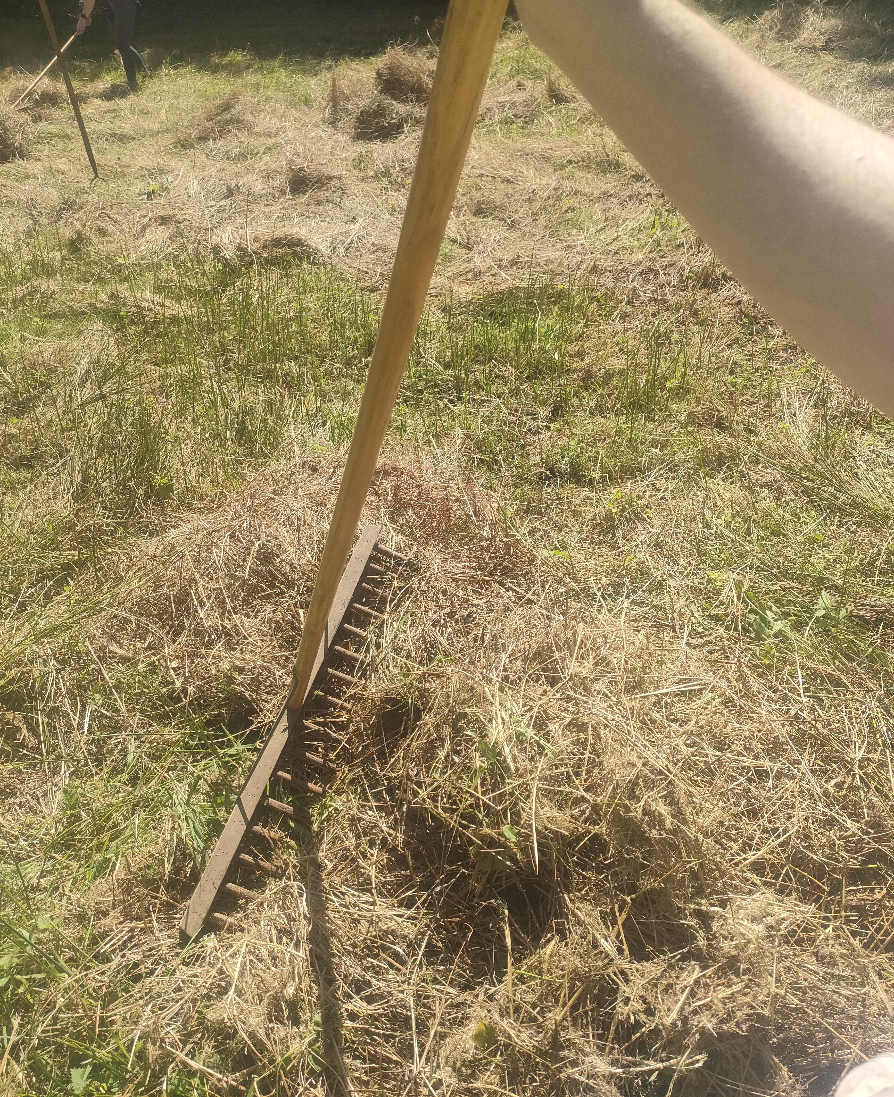 A wooden rake being held upon mounds of dry hay.