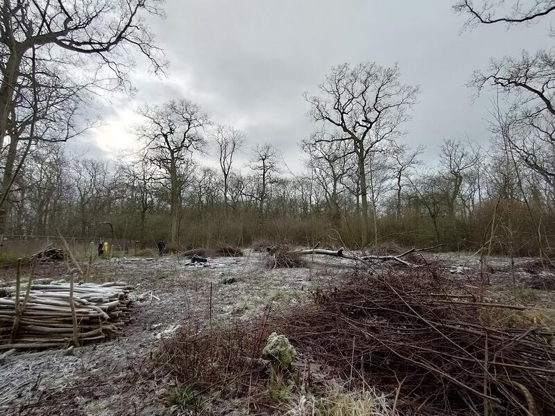 Wide angle photo of a frosty hazel coppice coop. Large 'standard' trees and uncut hazel is in the background, and the foreground is open, with cut stools, piles of hazel product, and brash.