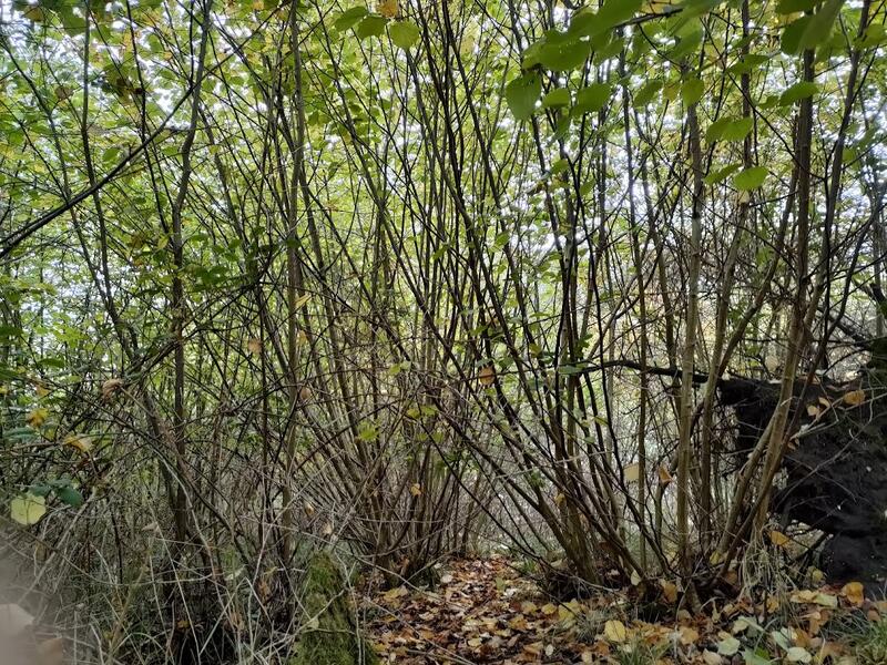 Hazel coppice stools nearly ready to be cut. They are in leaf, and there are some autumn leaves on the forest floor.