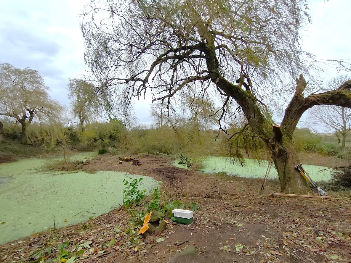 Algae covered pond with a willow, some trees and bushes and some cut stumps around it. There is a first aid kit and tools like spades in the foreground.