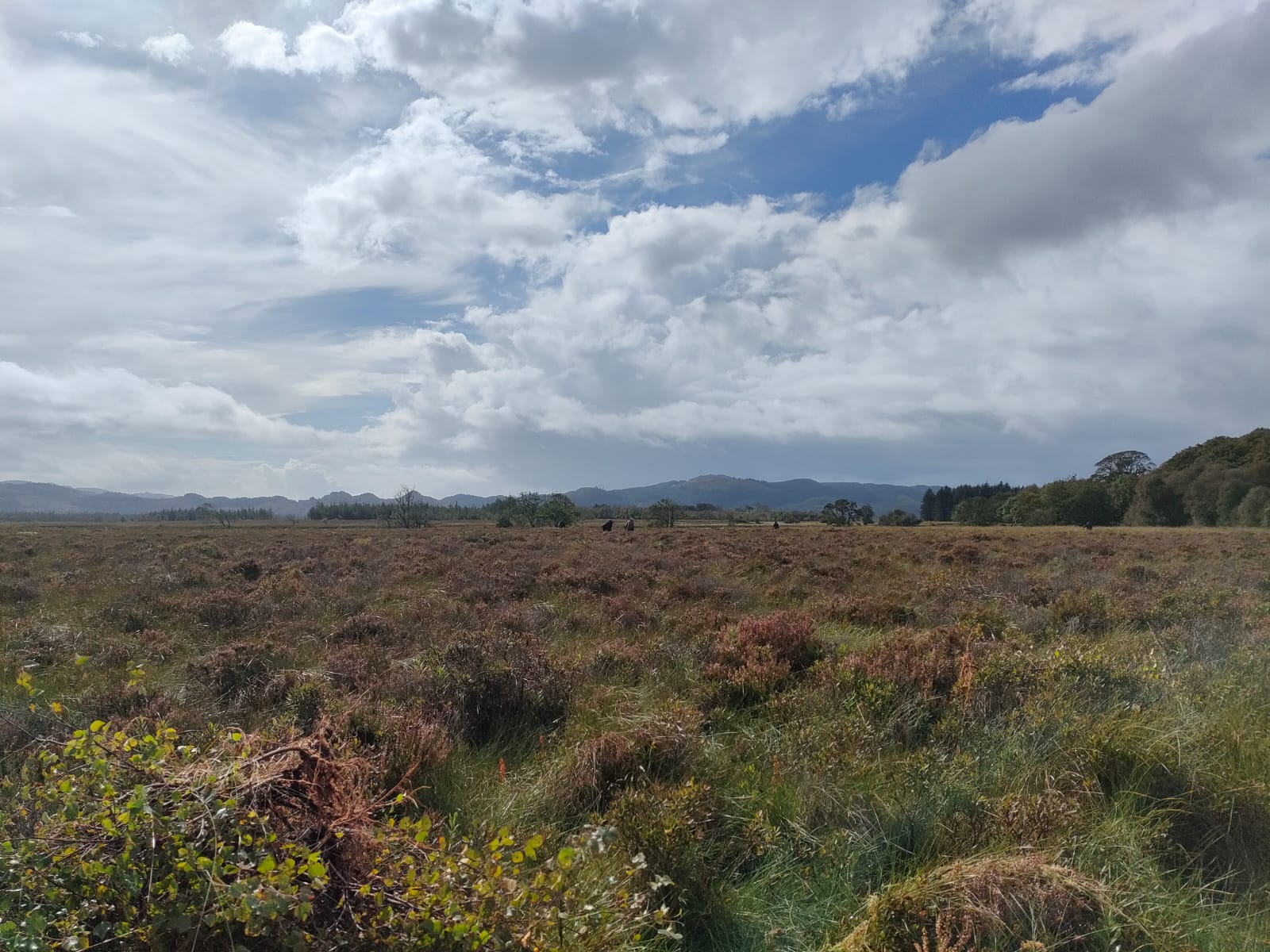 a peat bog in the sun with volunteers and mountains visible in the background and a stack of pulled up small trees in the foreground.