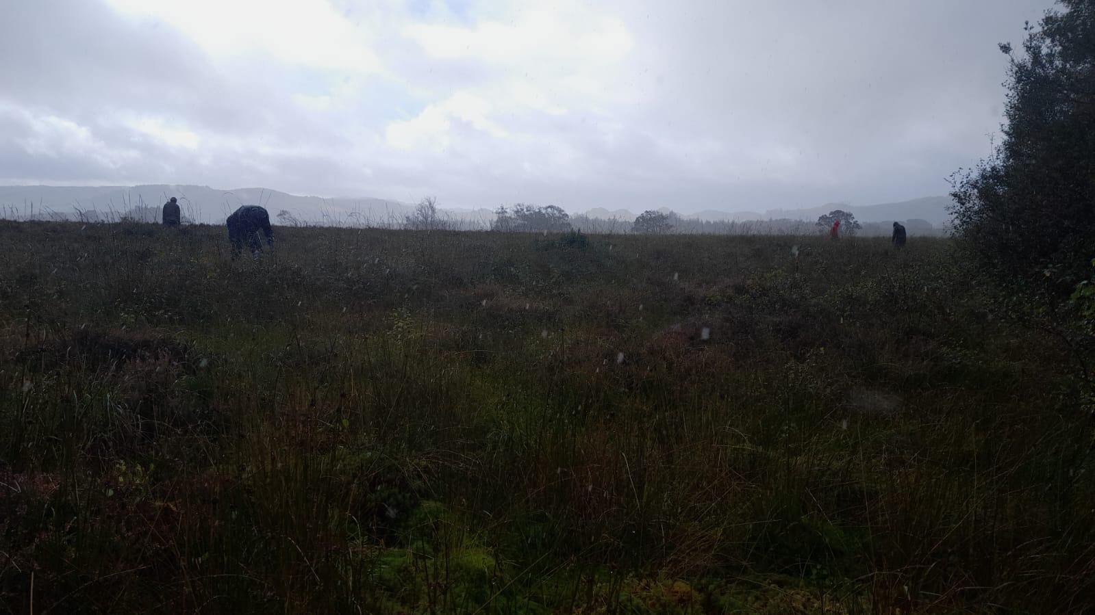 A peat bog in the pouring rain with some people pulling up trees.