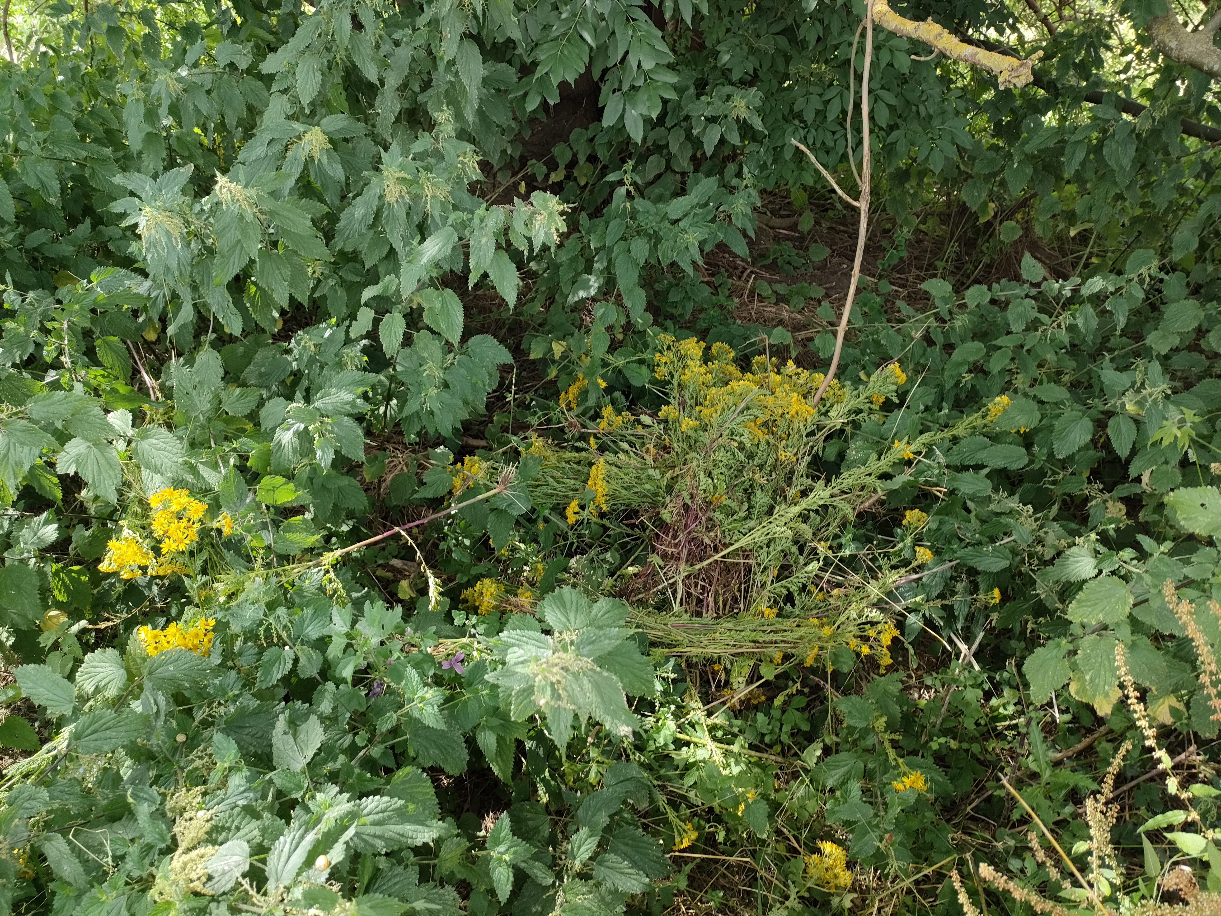 A pile of pulled up ragwort lying in scrub.