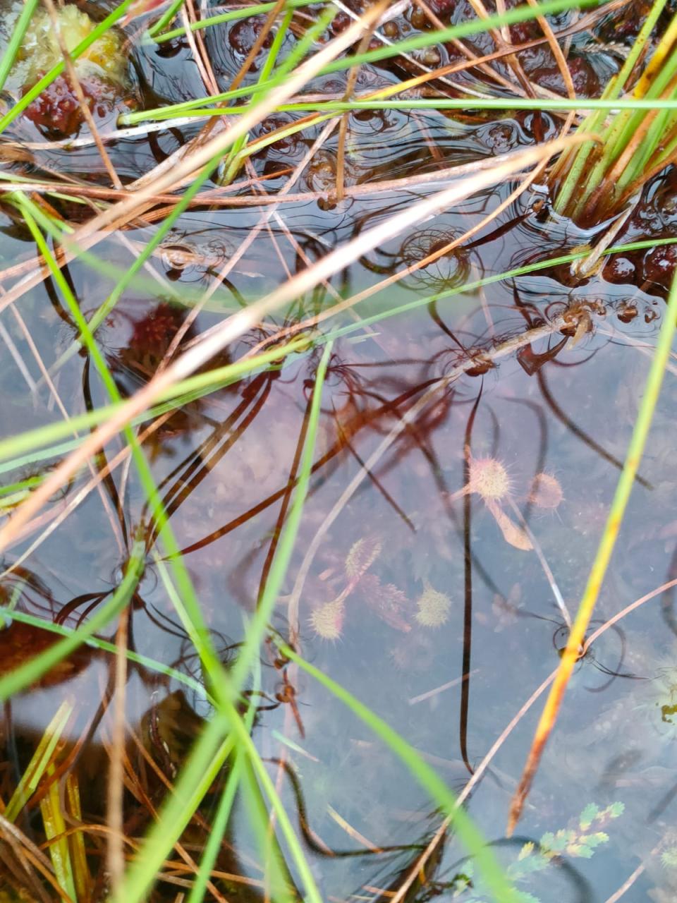 round leaved sundew in a bog pool.