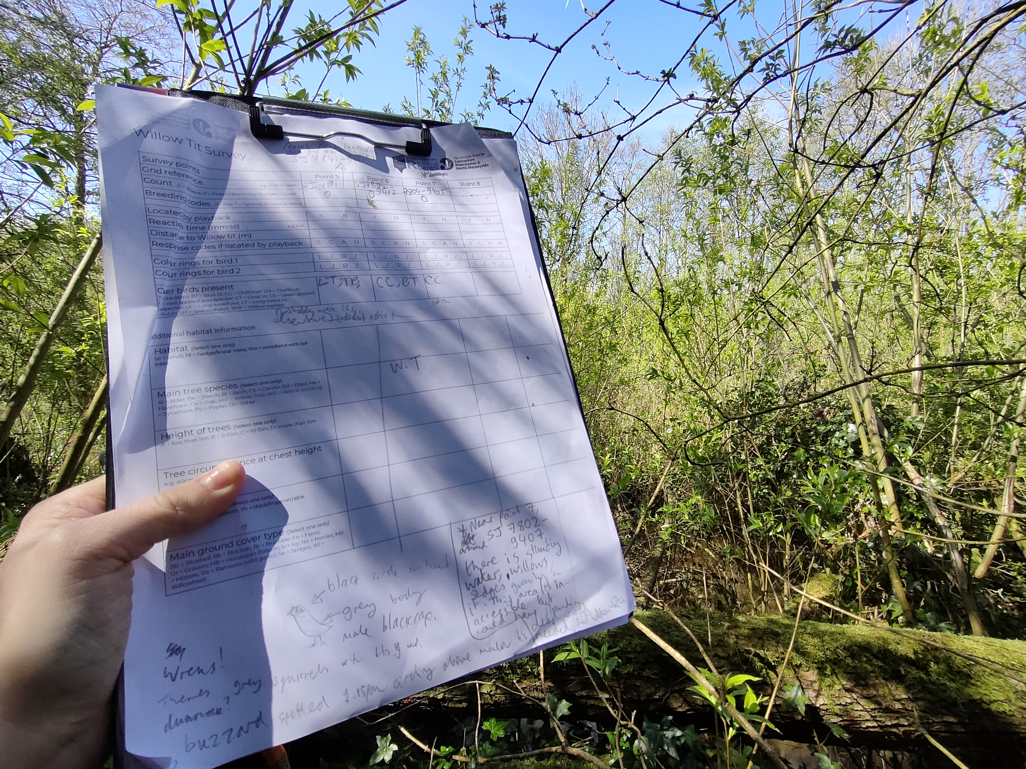 Clipboard with willow tit survey sheet being held up in front of some young trees on a sunny day.