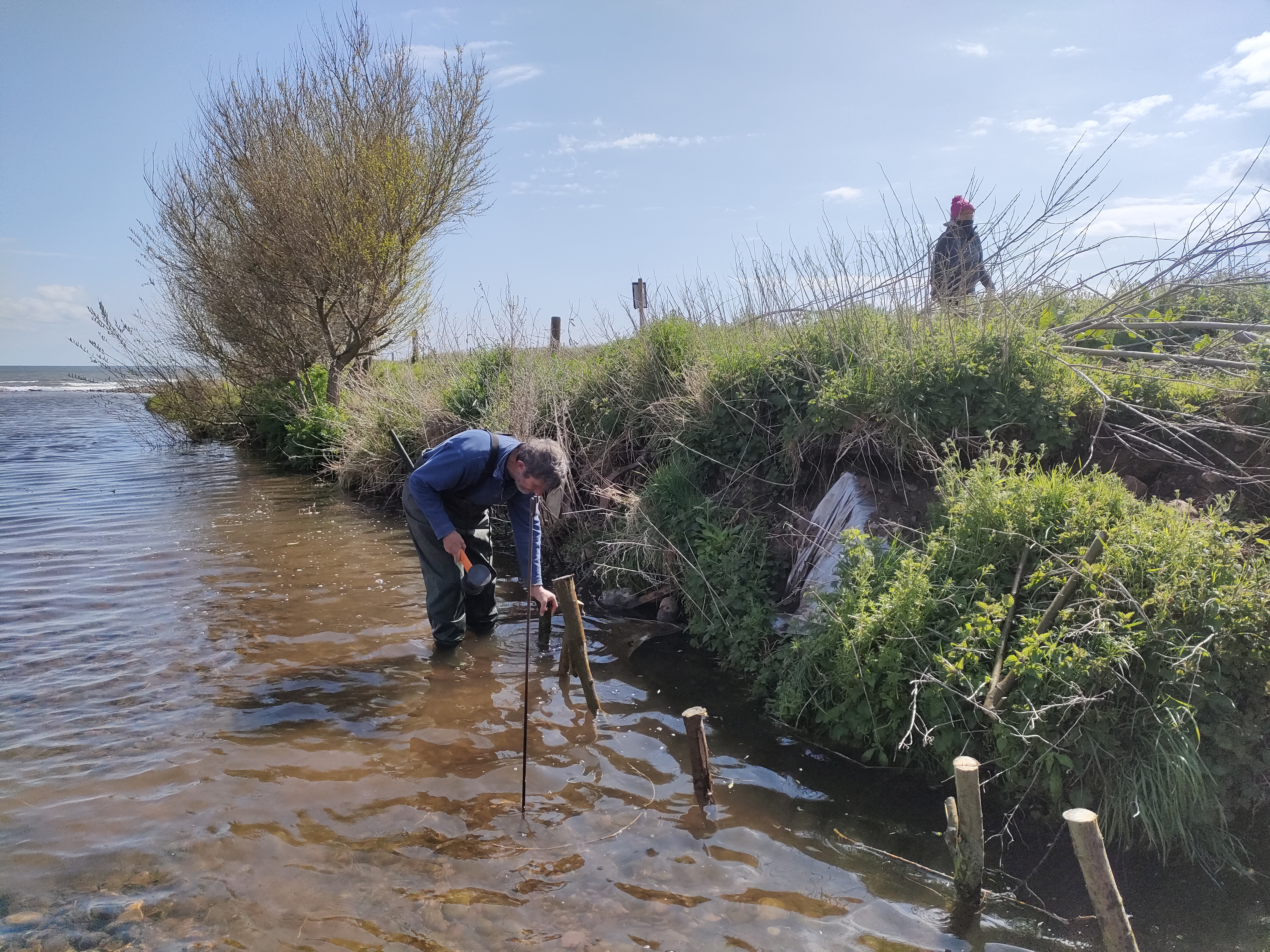 A person hammers wooden stakes in a line into a riverbed.