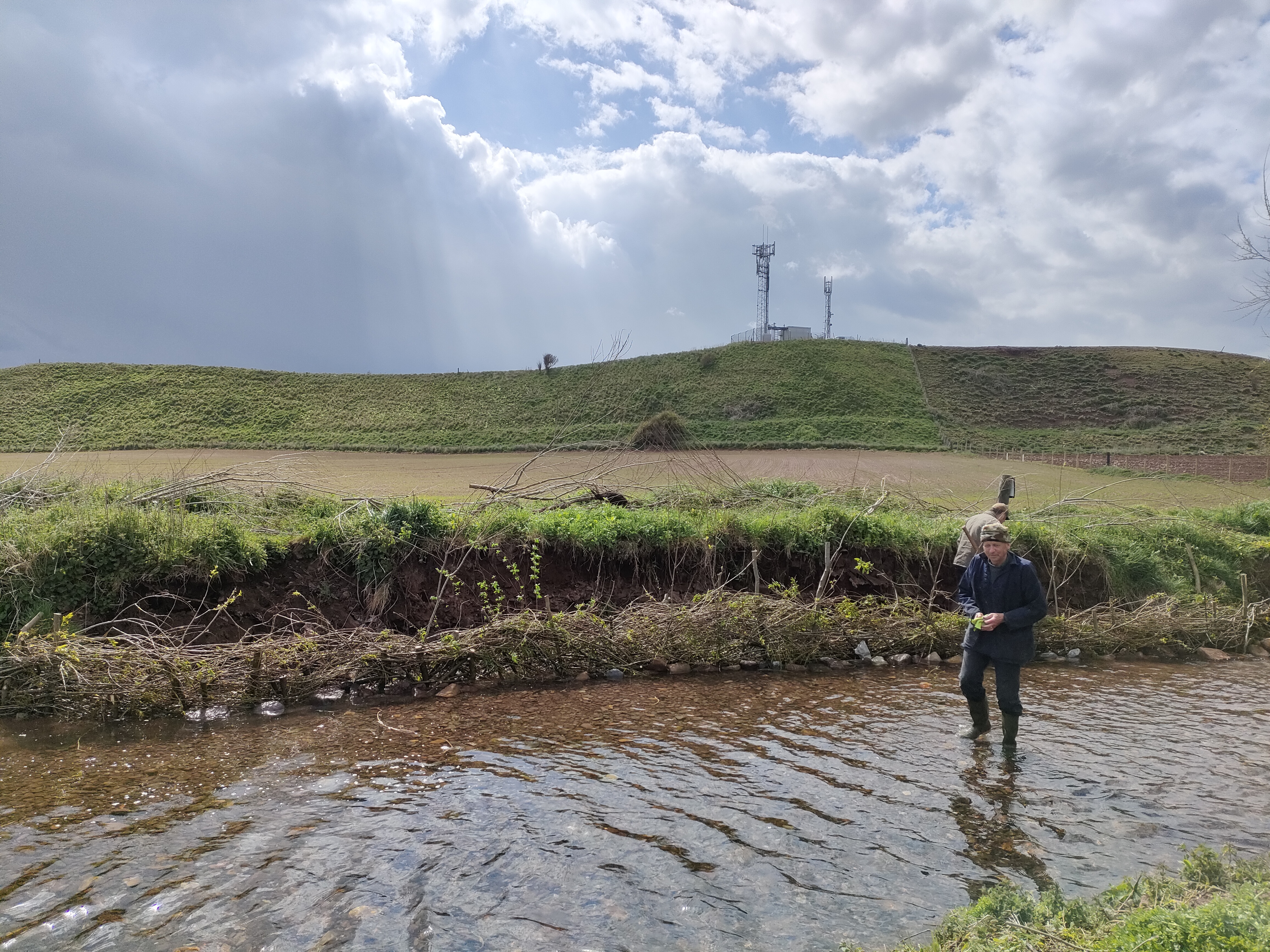 A woven live willow fence along a riverbank.