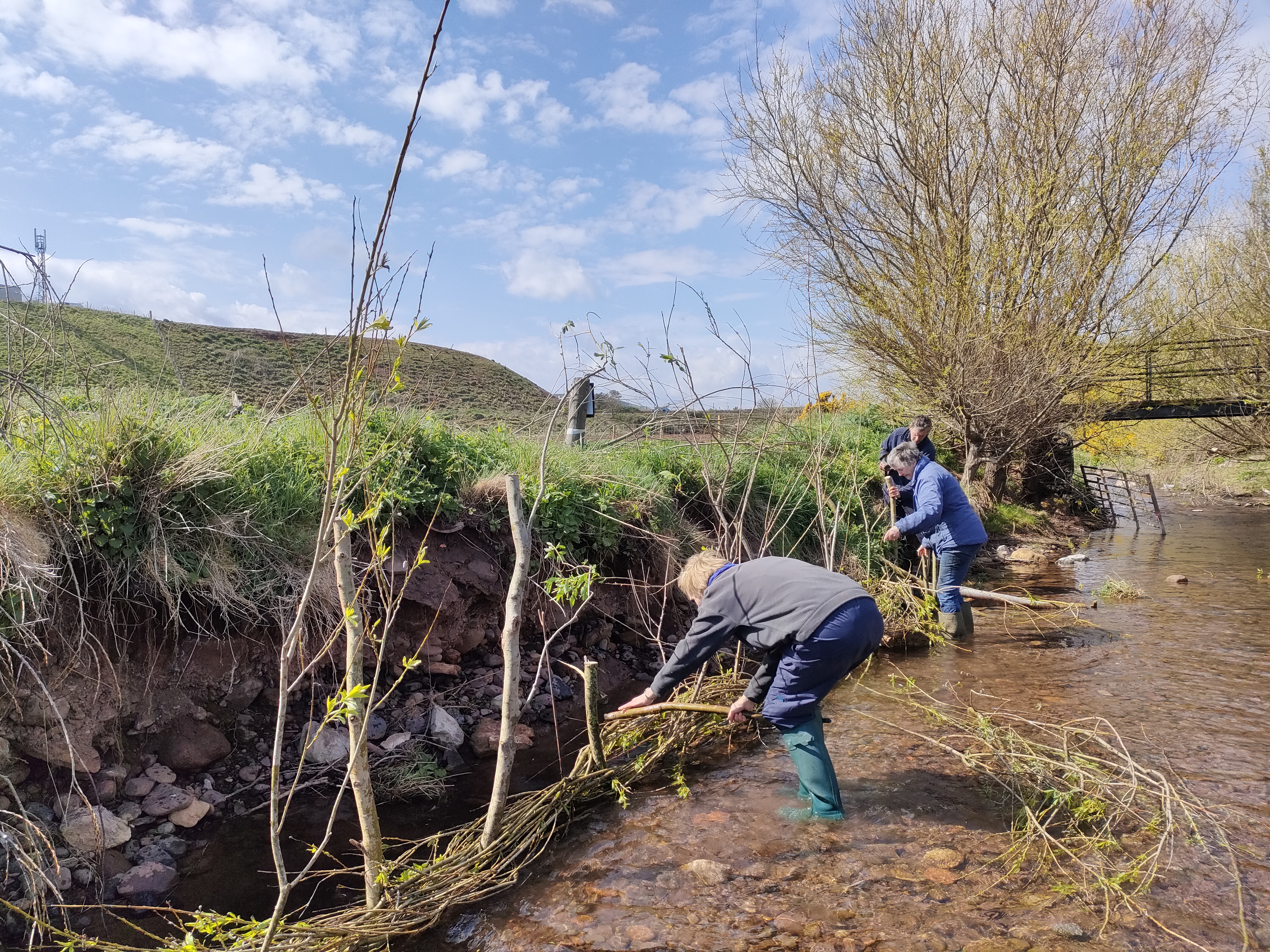 Three people weave willow branches between stakes in a riverbed.